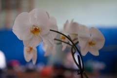 IMG_0363